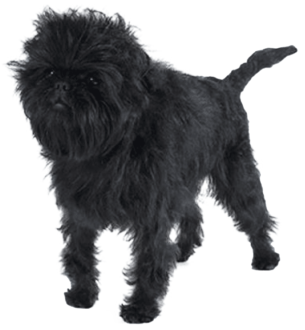 Affenpinscher