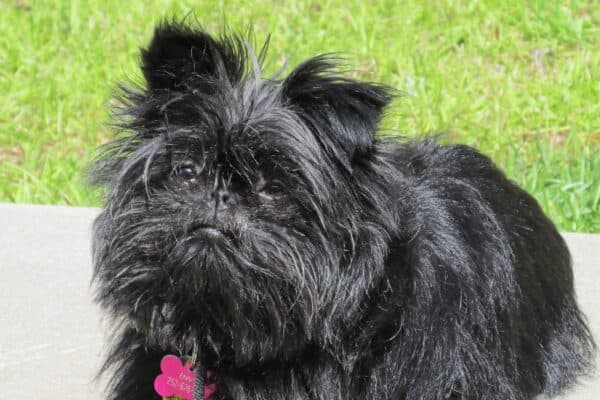 Affenpinscher
