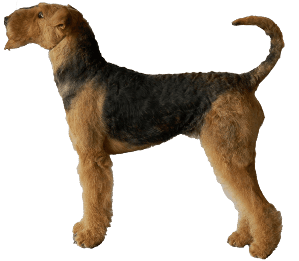 Airedale terrier