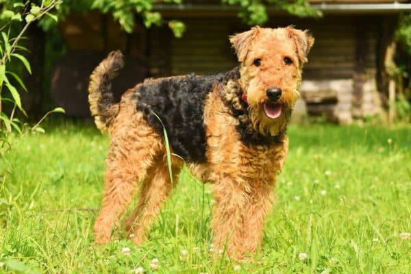 Airedale terrier