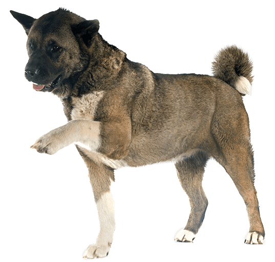 Akita Americano
