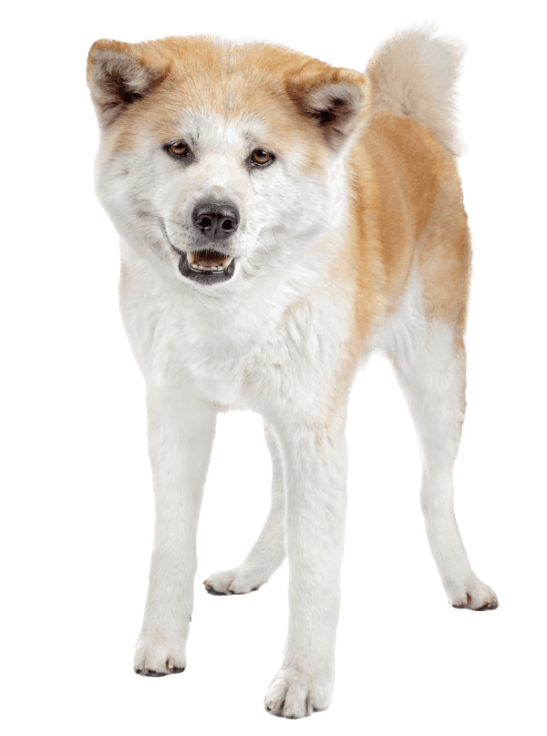Akita Inu