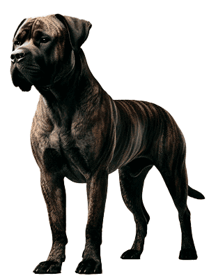 Alano Español: El Poderoso Perro de Presa