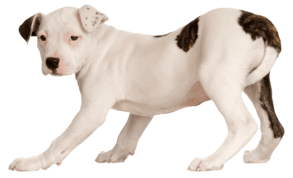 American Staffordshire terrier