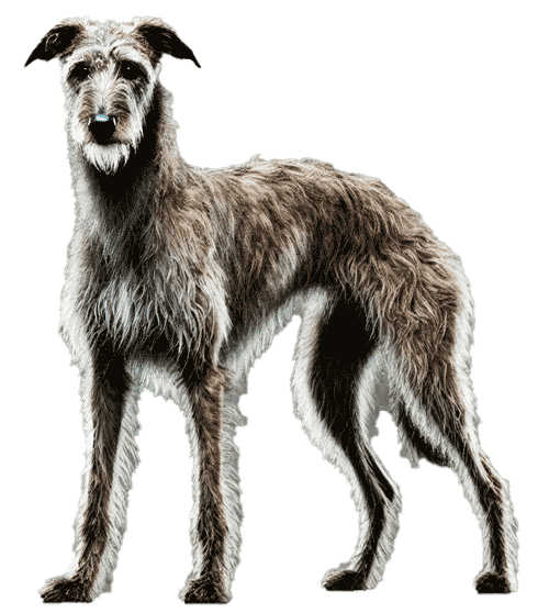Longdog: Todo lo que debes saber sobre esta singular raza