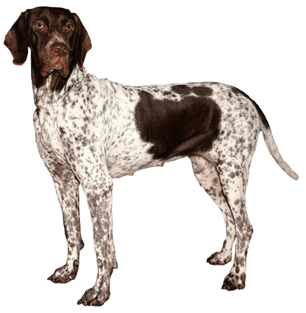 Antiguo perro de muestra danés