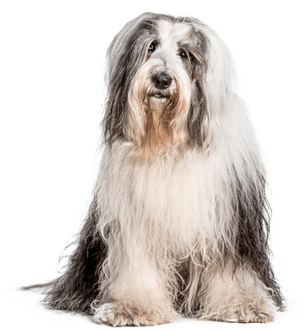 Antiguo perro pastor inglés (Bobtail)