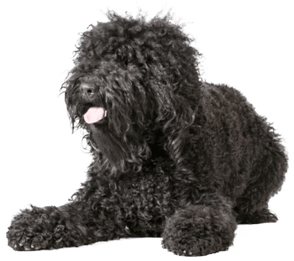 Barbet