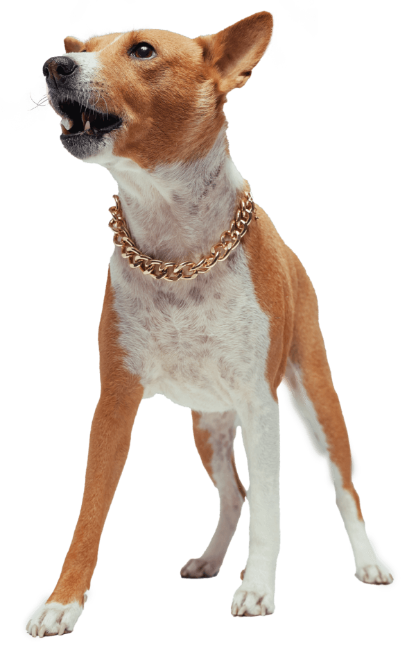 Basenji
