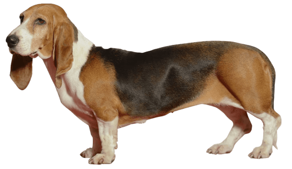 Basset artesiano de Normandía