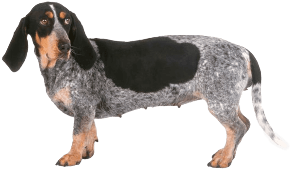 Basset azul de Gascuña