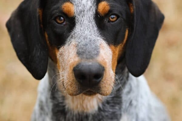 Basset azul de Gascuña