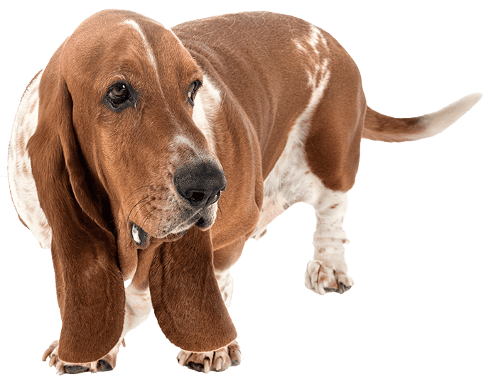 Basset hound