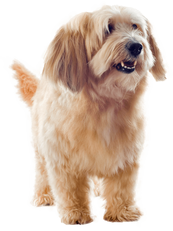 Basset leonado de Bretaña