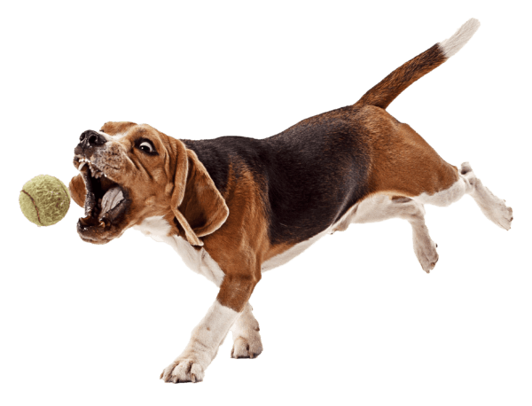 Beagle: Historia, Características y Datos Curiosos de una Raza Fascinante