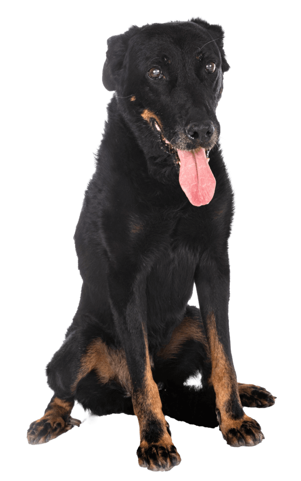 Beauceron