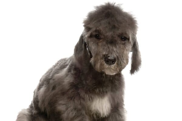 Bedlington terrier