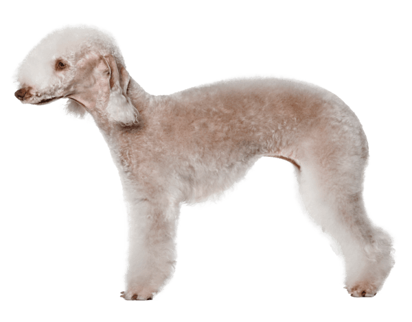 Bedlington terrier