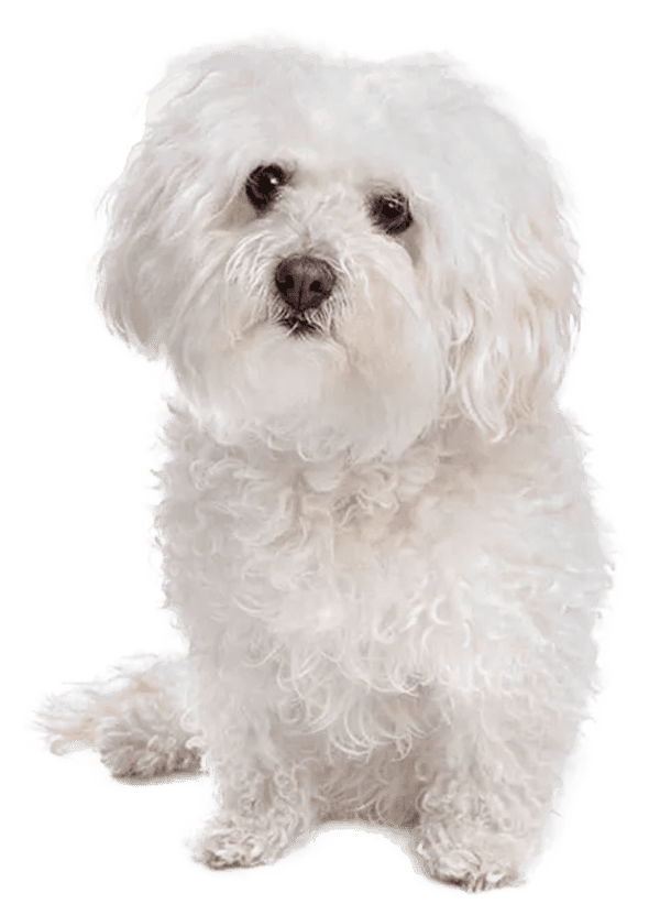Bichón boloñés