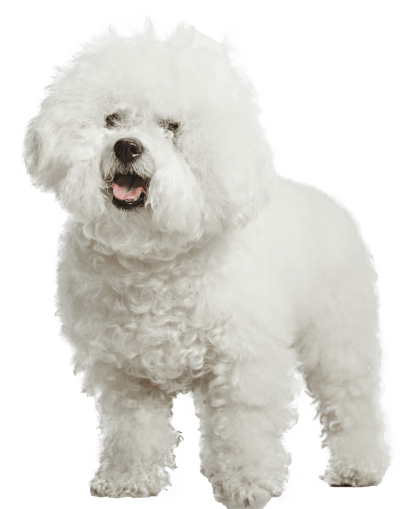 Bichón frisé
