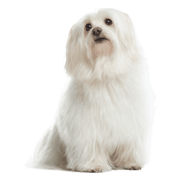Bichón maltés