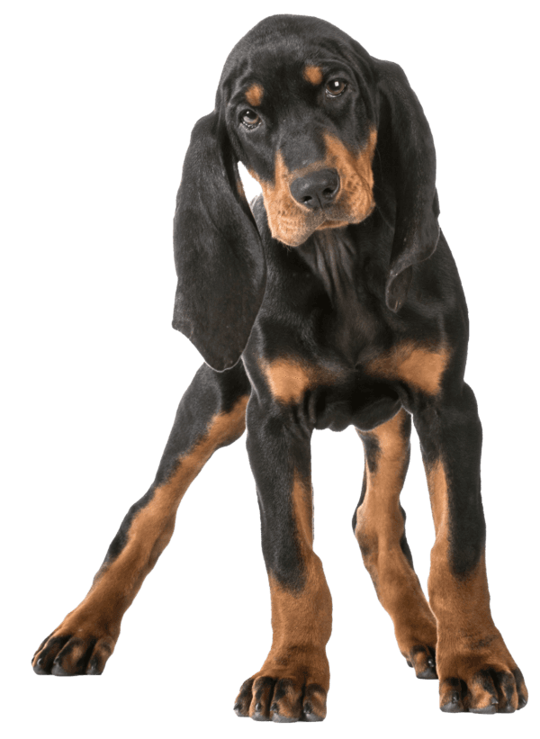 Black and Tan Coonhound: Un Perro de Caza con Carácter