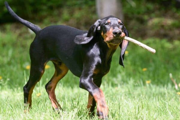 Black and Tan Coonhound: Un Perro de Caza con Carácter