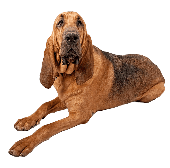 Bloodhound la majestuosa raza de perros sabueso