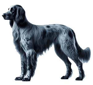 French Spaniel: El Cazador Versátil con Encanto Francés