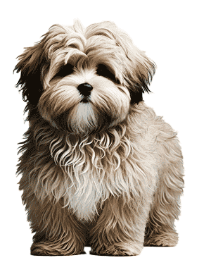 Cocker-Poo: La Raza de Perros Híbrida Popular