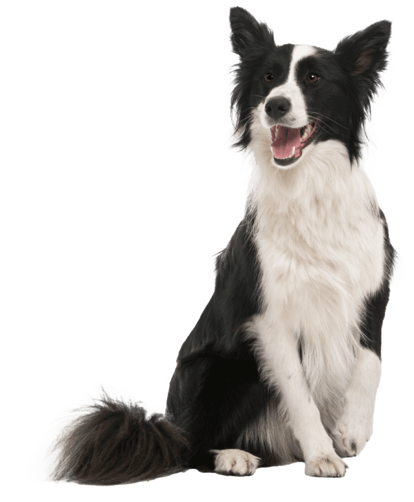 Border Collie: La Raza de Perros de Trabajo por Excelencia