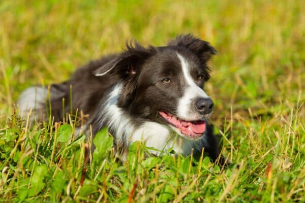 Border Collie: La Raza de Perros de Trabajo por Excelencia