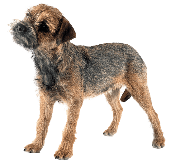 Border terrier