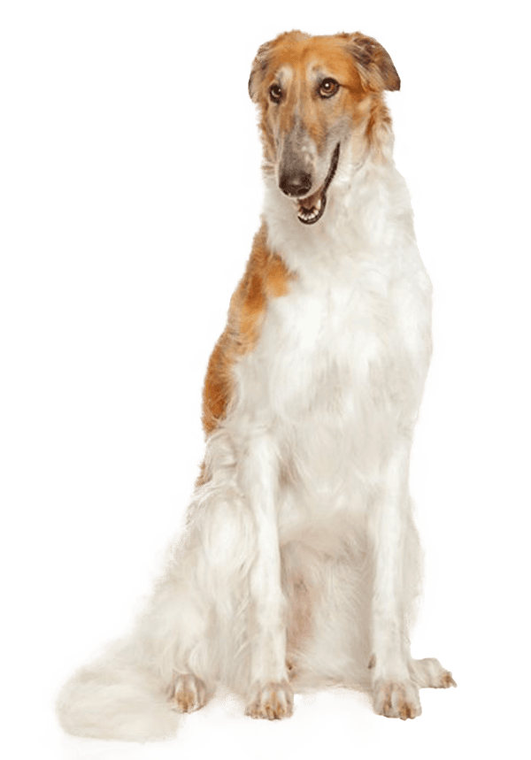 Borzoi: La Majestuosa Raza de Perros Rusos