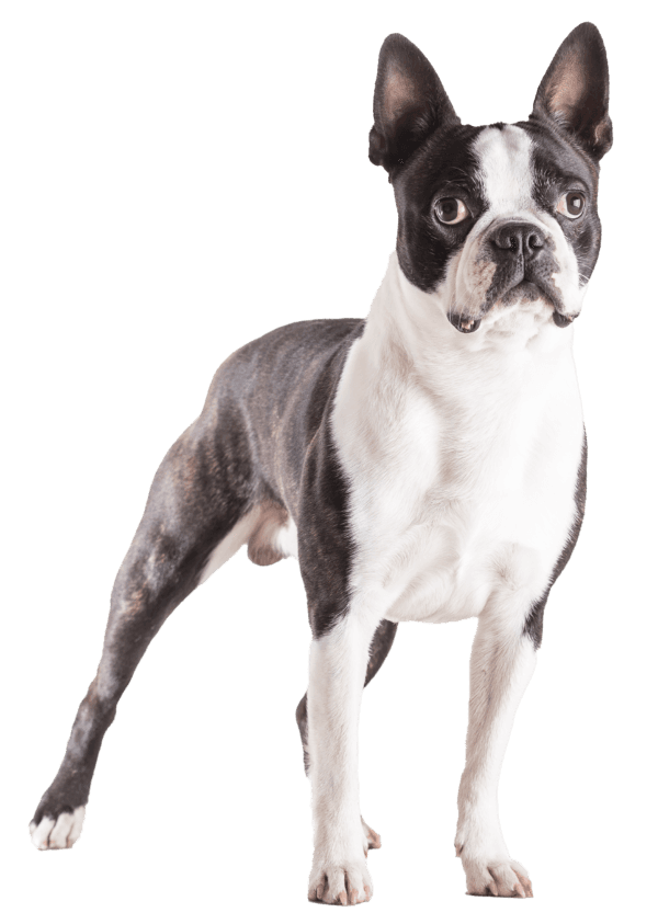 Boston terrier