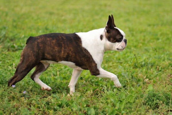 Boston terrier