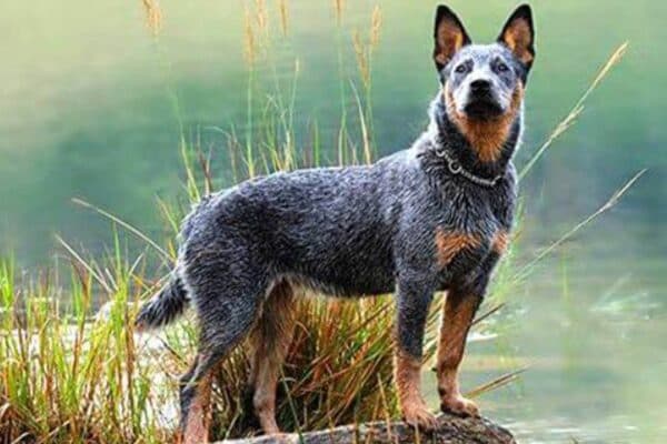 Boyero australiano de Stumpy Tail