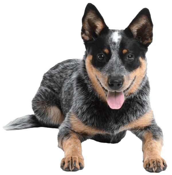 Boyero australiano de Stumpy Tail