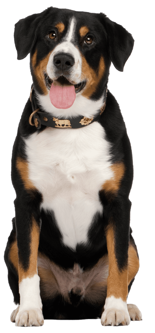 Boyero de Entlebuch