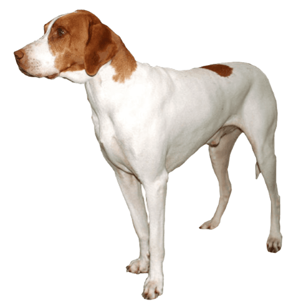 Braco de Saint Germain