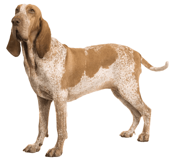 Braco italiano