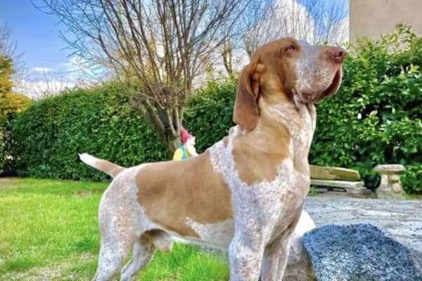Braco italiano