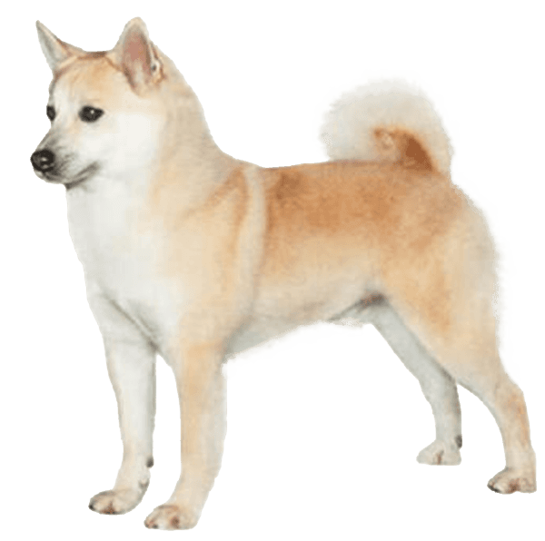 Buhund noruego