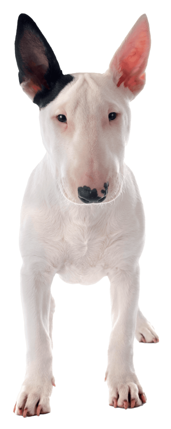 Bull Terrier: Un Compañero Fiel con un Carácter Único y una Historia Fascinante