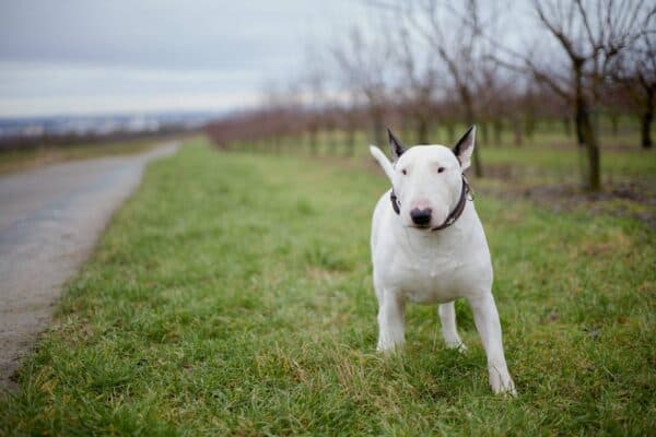 Bull Terrier: Un Compañero Fiel con un Carácter Único y una Historia Fascinante