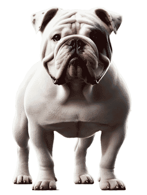 Bulldog de Sangre Azul Alapaha: El Guardián Leal de la América Rural