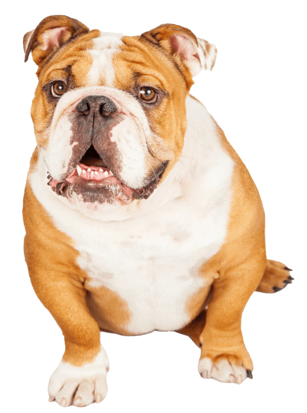 Bulldog Inglés: Historia, Características, Cuidados y Datos Curiosos