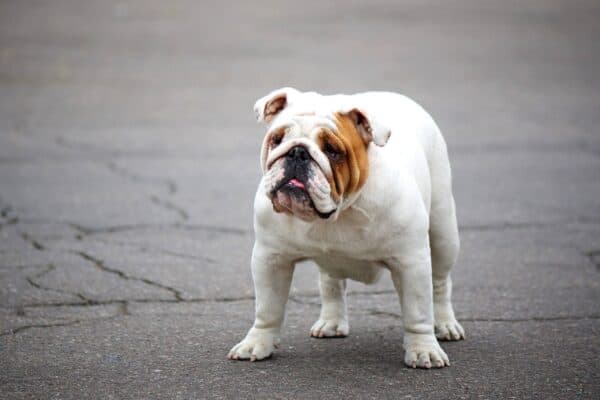 Bulldog Inglés: Historia, Características, Cuidados y Datos Curiosos