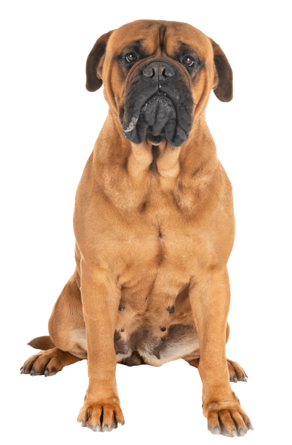 Bullmastiff