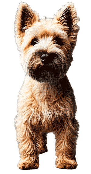Cairland Terrier: Un Terrier Único con Encanto y Versatilidad